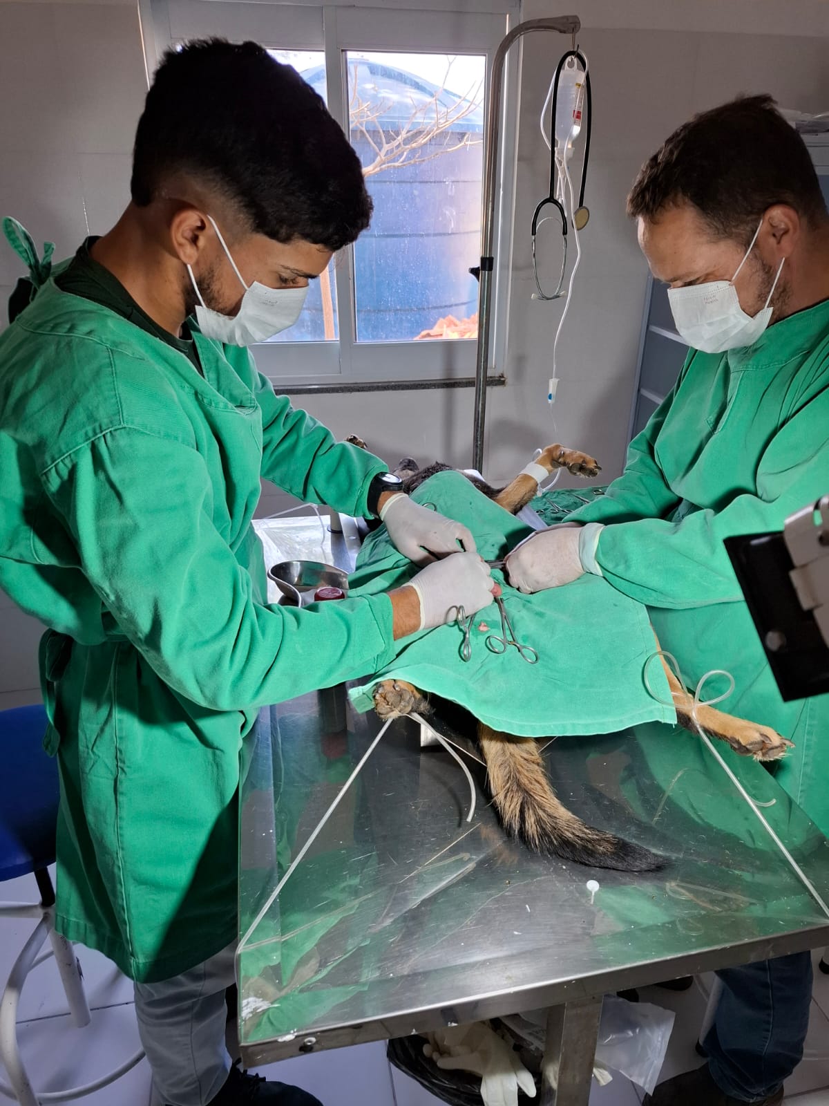 Em janeiro e fevereiro deste ano, Canil de Guanambi castrou 84 cães e atendeu mais de 200 animais