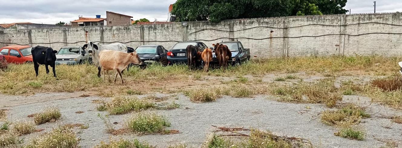 SMTRAN Guanambi recolhe seis bovinos soltos na BR-122; órgão recolheu 57 animais em 2024 e multou dezenas de proprietários