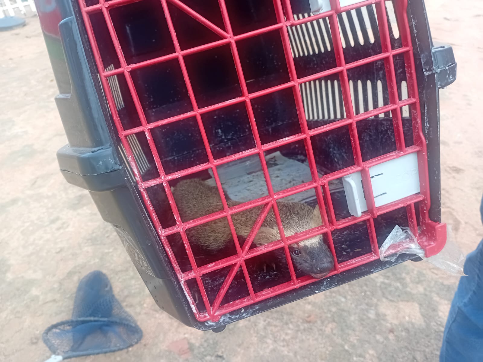 Furão é capturado por equipes da Secretaria de Meio Ambiente de Guanambi e solto em segurança no seu habitat natural