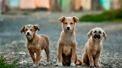 Nos primeiros 4 meses deste ano, Secretaria de Saúde de Guanambi já atendeu 530 animais no Centro de Controle de Natalidade Canina