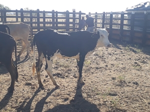 SMTrans de Guanambi recolhe animais de grande porte na BR-030; proprietários podem responder judicialmente pela prática
