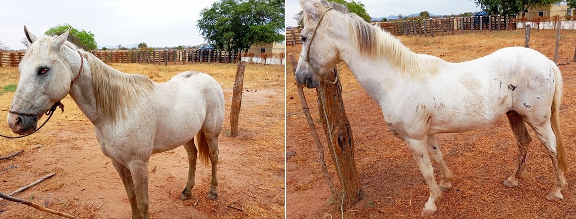 SMTRAN recolhe cavalos abandonados em via pública; proprietários são multados e podem responder judicialmente pela prática