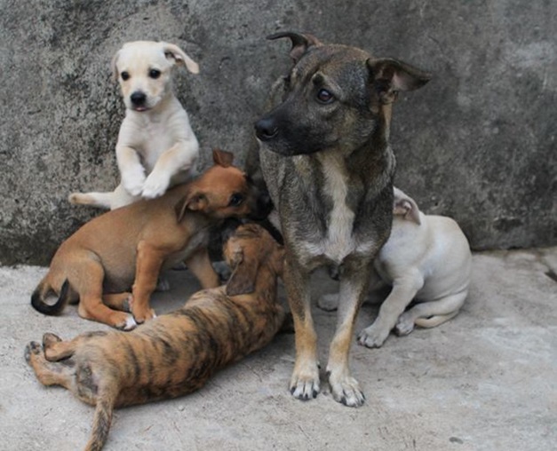 Secretaria de Saúde de Guanambi atendeu 670 animais no Centro de Controle de Natalidade Canina nos primeiros 6 meses deste ano