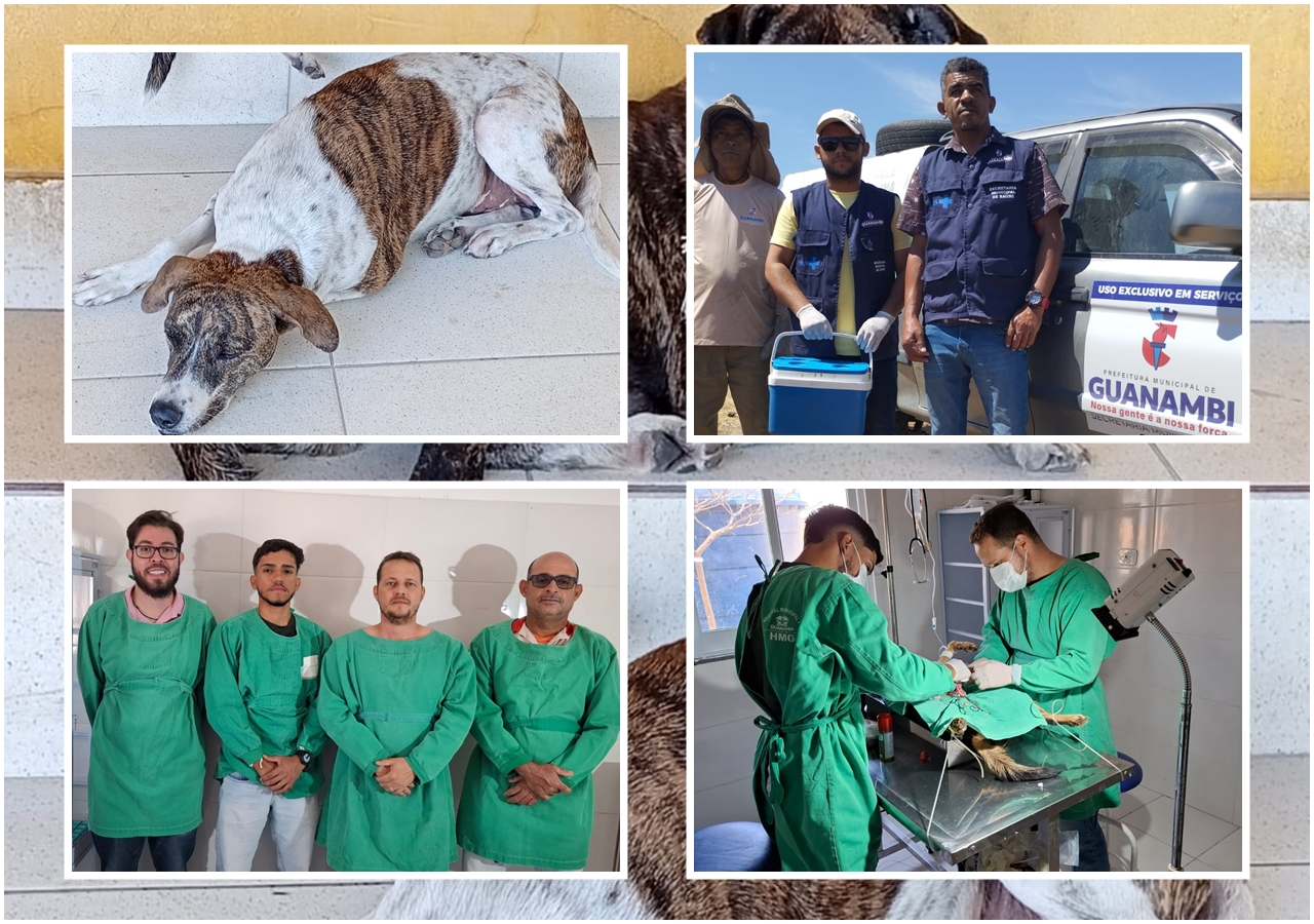 Canil de Guanambi atendeu 3.545 cães em 2025, castrando 403 animais e acolhendo vítimas de maus-tratos