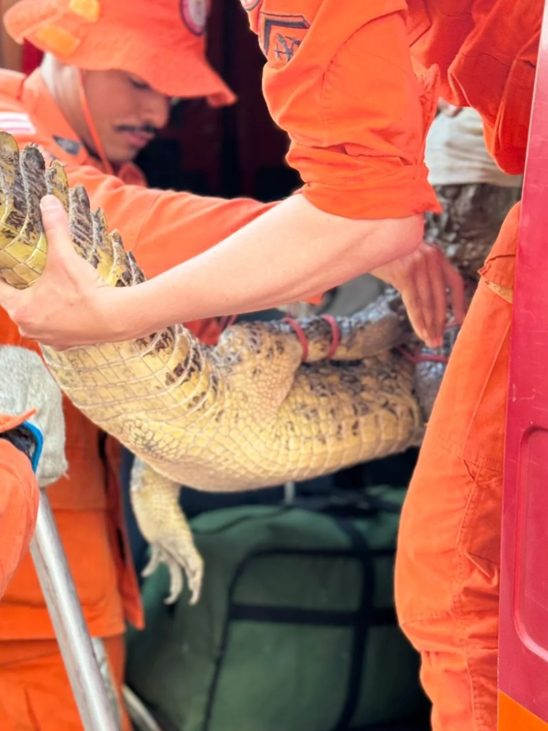 Jacaré encontrado na Lagoa de João Amaral foi capturado e solto em segurança em outro local