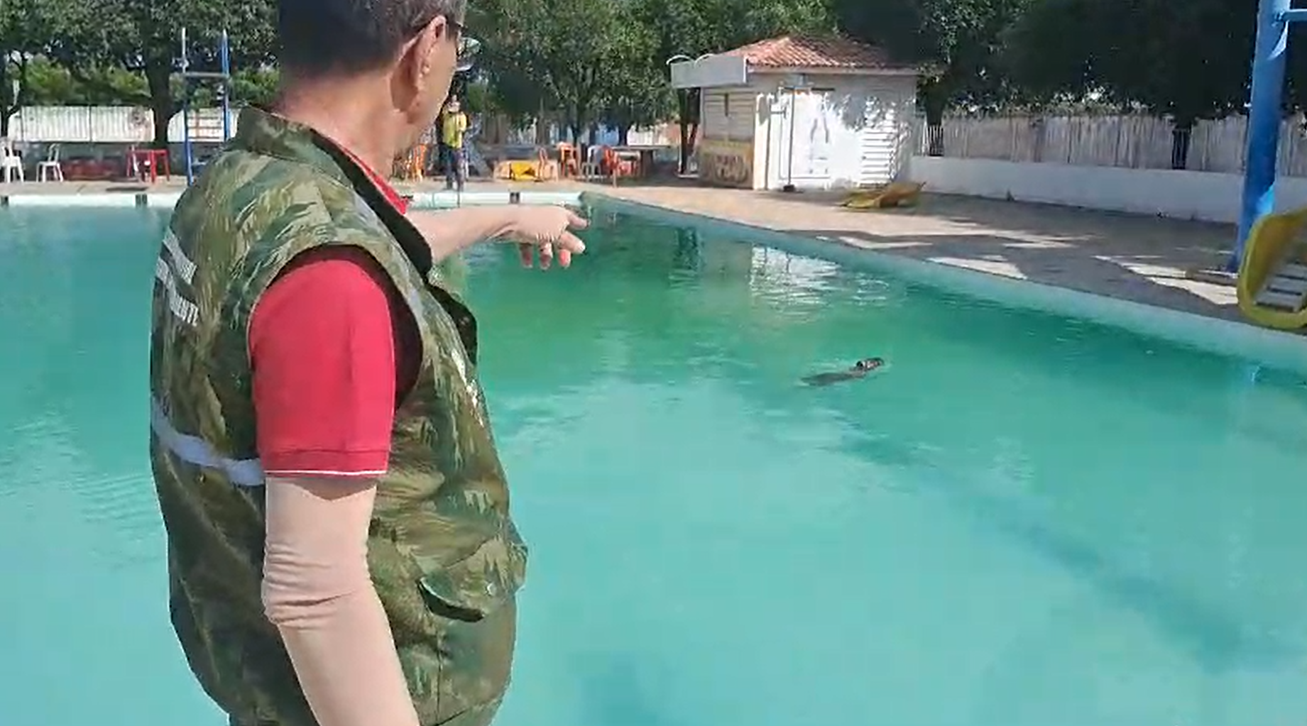 Capivara é resgatada em piscina de clube e devolvida ao habitat natural